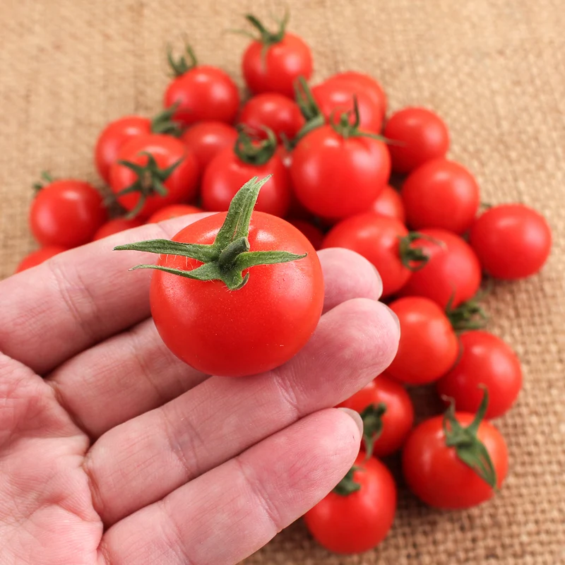 Fresh Beef Tomato, Cherry Tomato, Fresh Plum Tomatoes for Sale Hot selling Fresh Quality Tomato for Export Market
