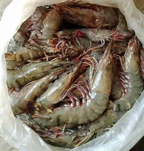 Frozen Fresh Shrimp Seafood Black Tiger Prawn OEM Box Style Packaging Weight Shelf Headless Origin Type Life Variety Size Place