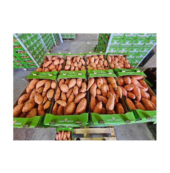 Egypt Origin Export Top Selling Excellent Quality Delicious Sweet Potato | Egypt Fresh Vegetables Sweet Potatoes