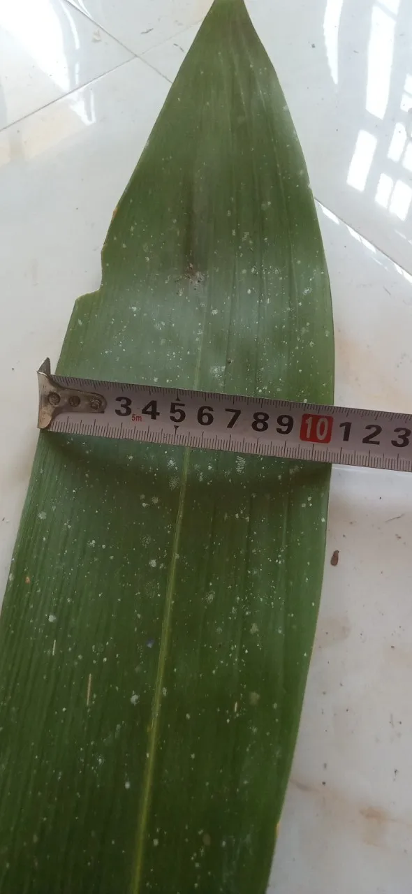 Wholesale Bamboo Leaves Artificial Bamboo Leaves For Exporting High Quality