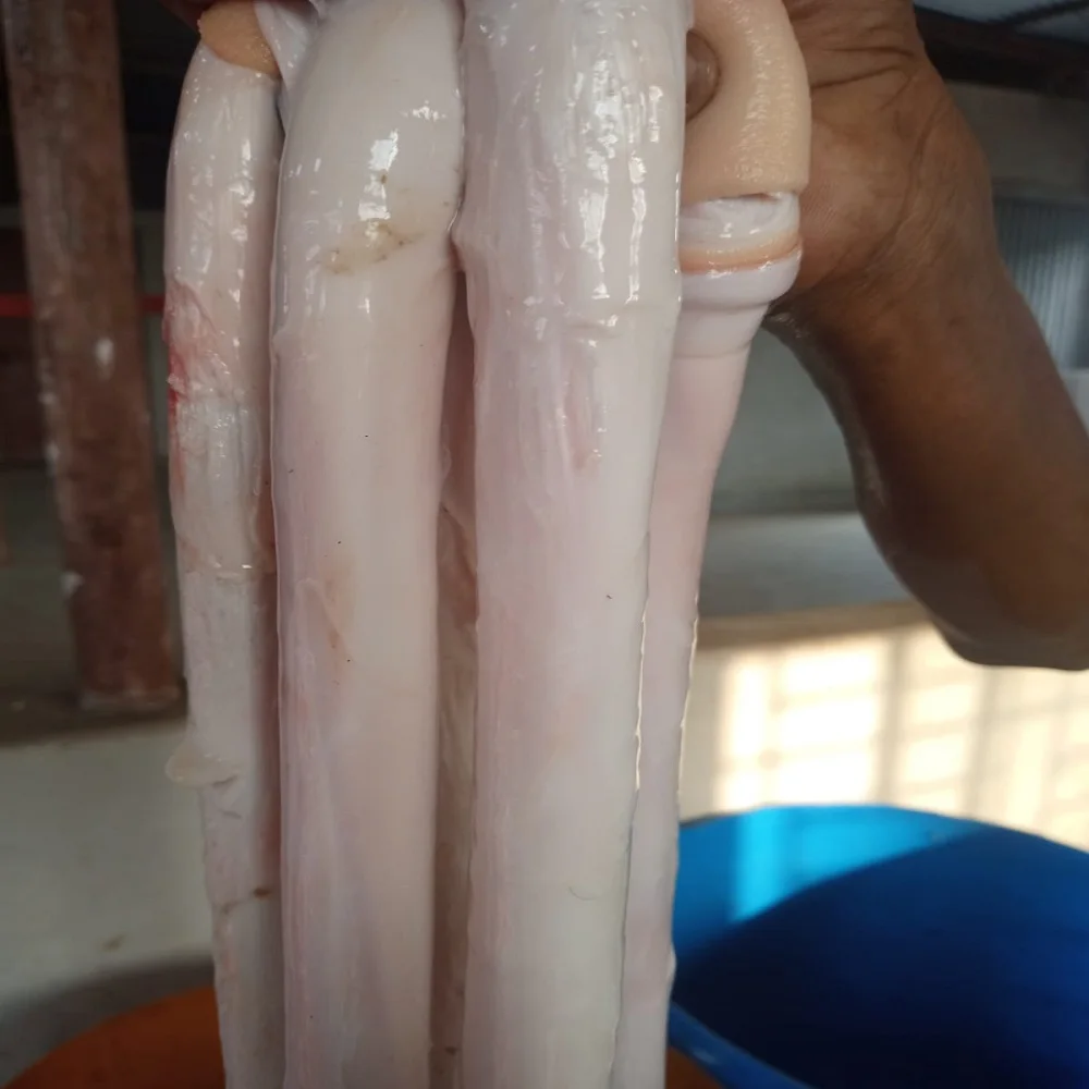 Beef Penis Best Quality Processing Super fresh Best quality Frozen Beef Pizzle  Bull Pizzle For Sale Cheap Price from Bangladesh
