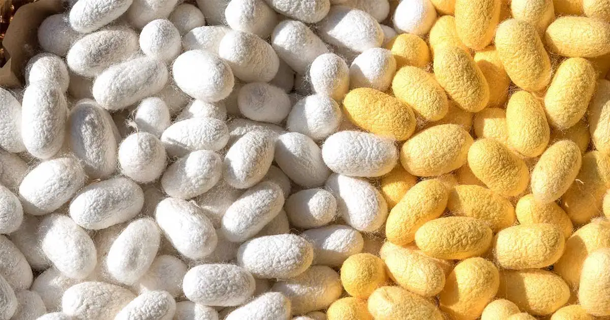 Оптовая продажа чистый кокон шелкопряда 100% натуральный для экспорта импорт по низкой цене