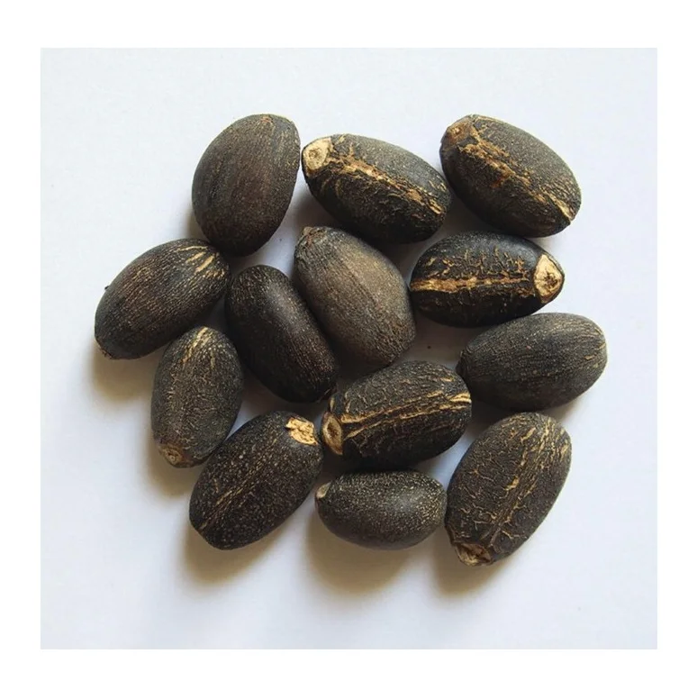 Hot Sale Price of 100% Dried Natural Jatropha Seeds for