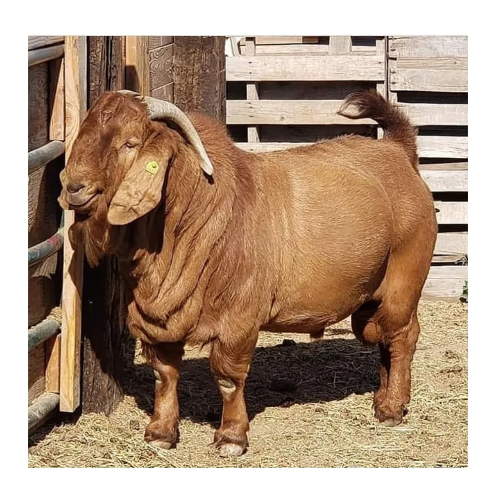 Быстрая доставка по всему миру, 100% зрелый кабан из чистой крови по низкой цене