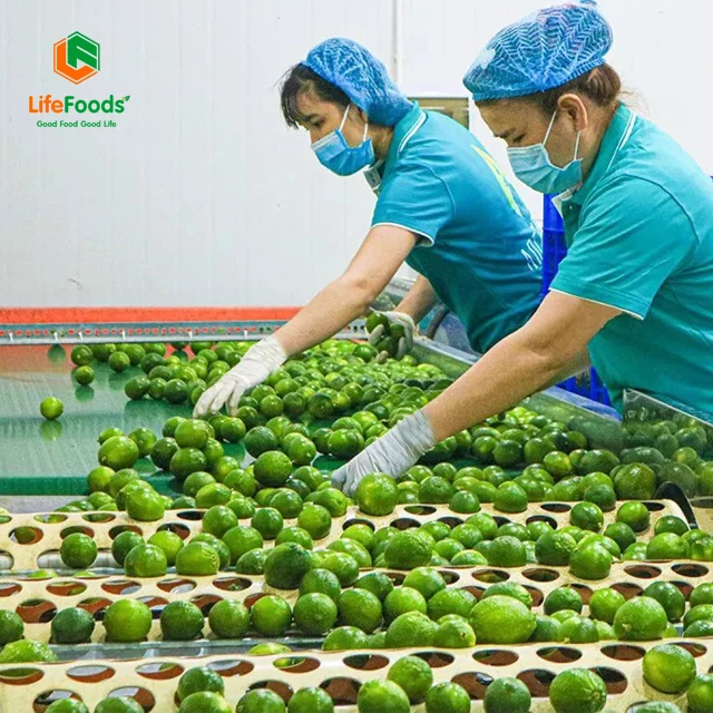Lime Green OEM Package Weight Size Low MOQ Support Grade lemon Fresh Seedless Lime Lifefoods from Vietnam