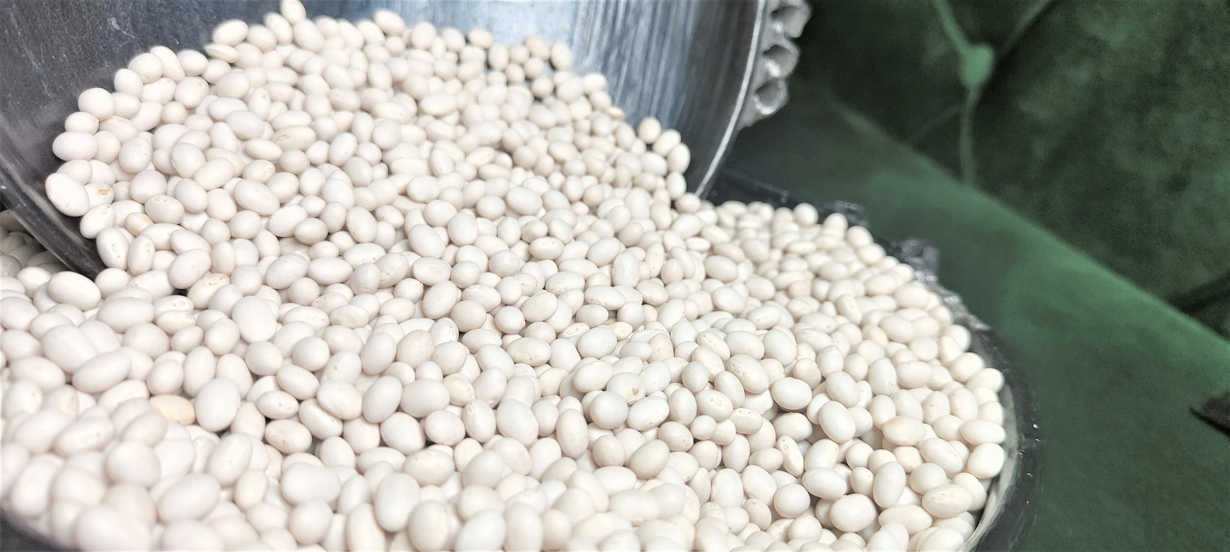 Top Grade Ethiopian White Pea Beans, 2024 Harvest, 420-450PCS, Machine Cleaned & Polished Wholesale Bulk Dried