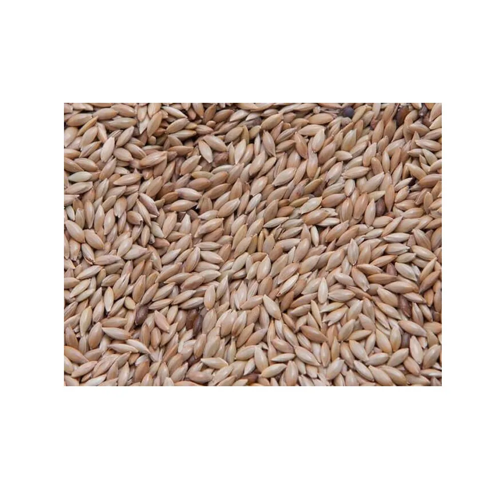 Quality Wholesale Supplier of Animal Feed Grade Organic Canary Seeds for Bulk Purchase