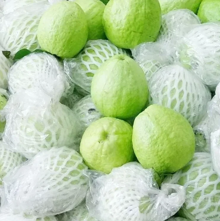 Fresh Guava Good Taste Fresh Fruit Origin Vietnam