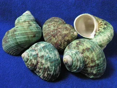 Green Conch is a premium product, widely popular in the market, meeting export standards with competitive wholesale prices