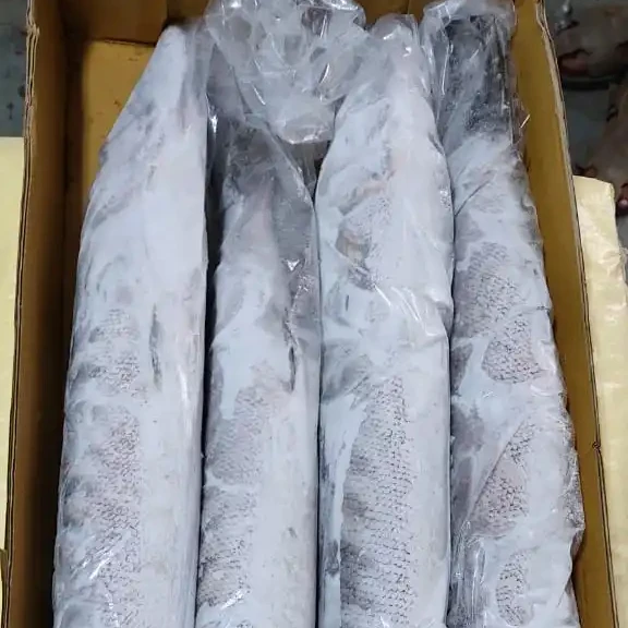FROZEN BARRACUDA FISH WHOLE ROUND GOOD SELLING ITEM 24 MONTHS SHELF LIFE AND PERFFCET PACKING INDIAN   ORIGIN