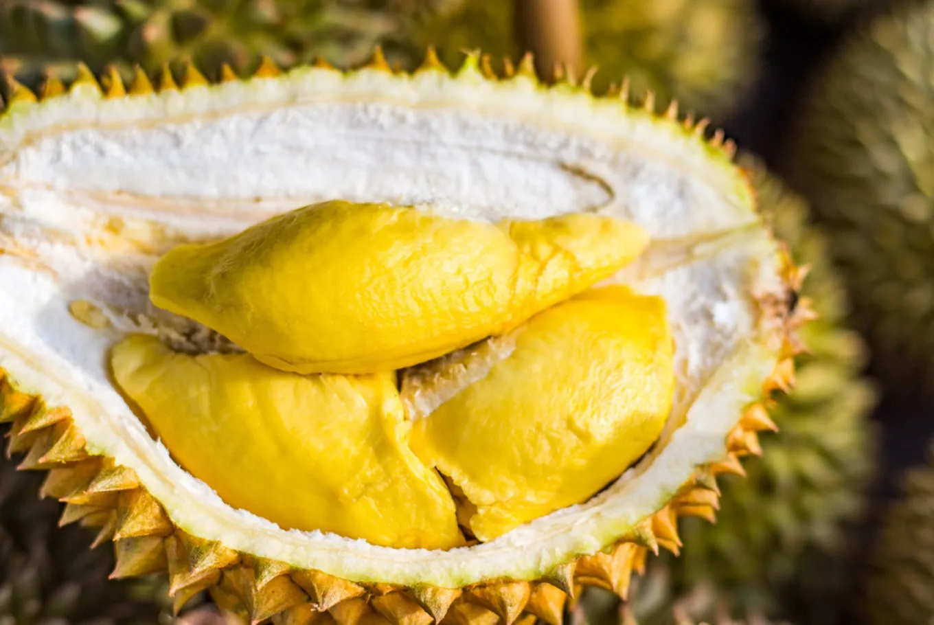 RI6 Durian Made In Vietnam So Fresh Premium Quality Fresh Whole Piece /Frozen Pulp Durian Fruit Monthong New Crop