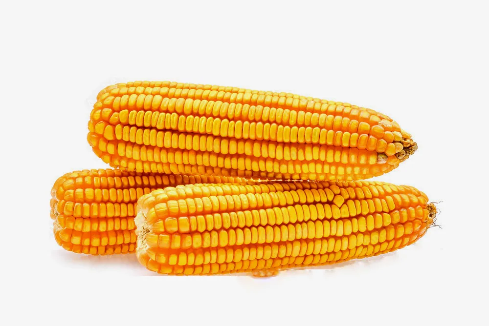 Thailand -Top Selling Non GMO Yellow Maize/Corn Cheap Price