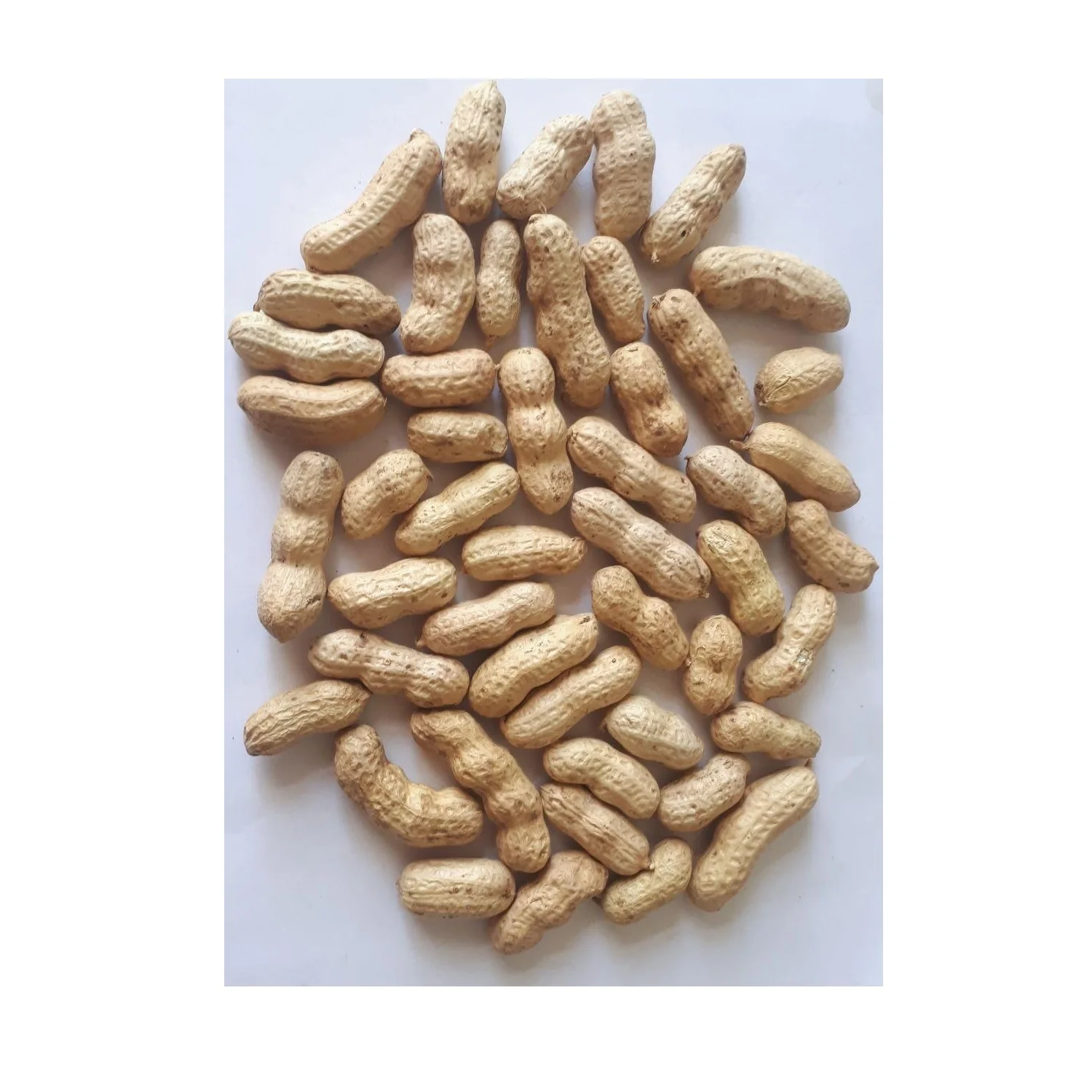 Wholesale Natural Organic Premium Grade Roasted Shelled Peanut Bulk Raw Peanut In Shell Laser Sorting Peanuts Nuts & Kernels