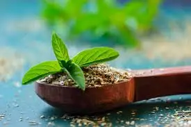 High Quality Holy Basil Extract Powder Tulsi Ocimum Tenuiflorum Extract Holy Basil Extract supply from india