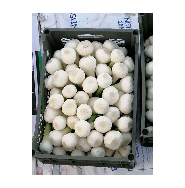 Standard Quality Highly Nutritious and Delicious Vegetables Fresh Red Garlic/ Fresh White Garlic from Egypt Origin Supplier