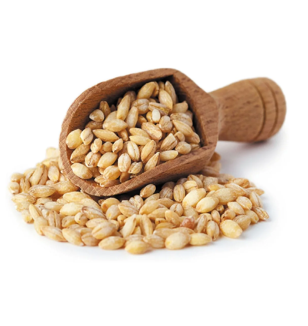 100% Barley Seeds/Animal feed barley/bulk barley grains at affordable price