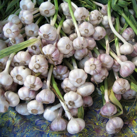 TOP QUALITY FRESH GARLIC