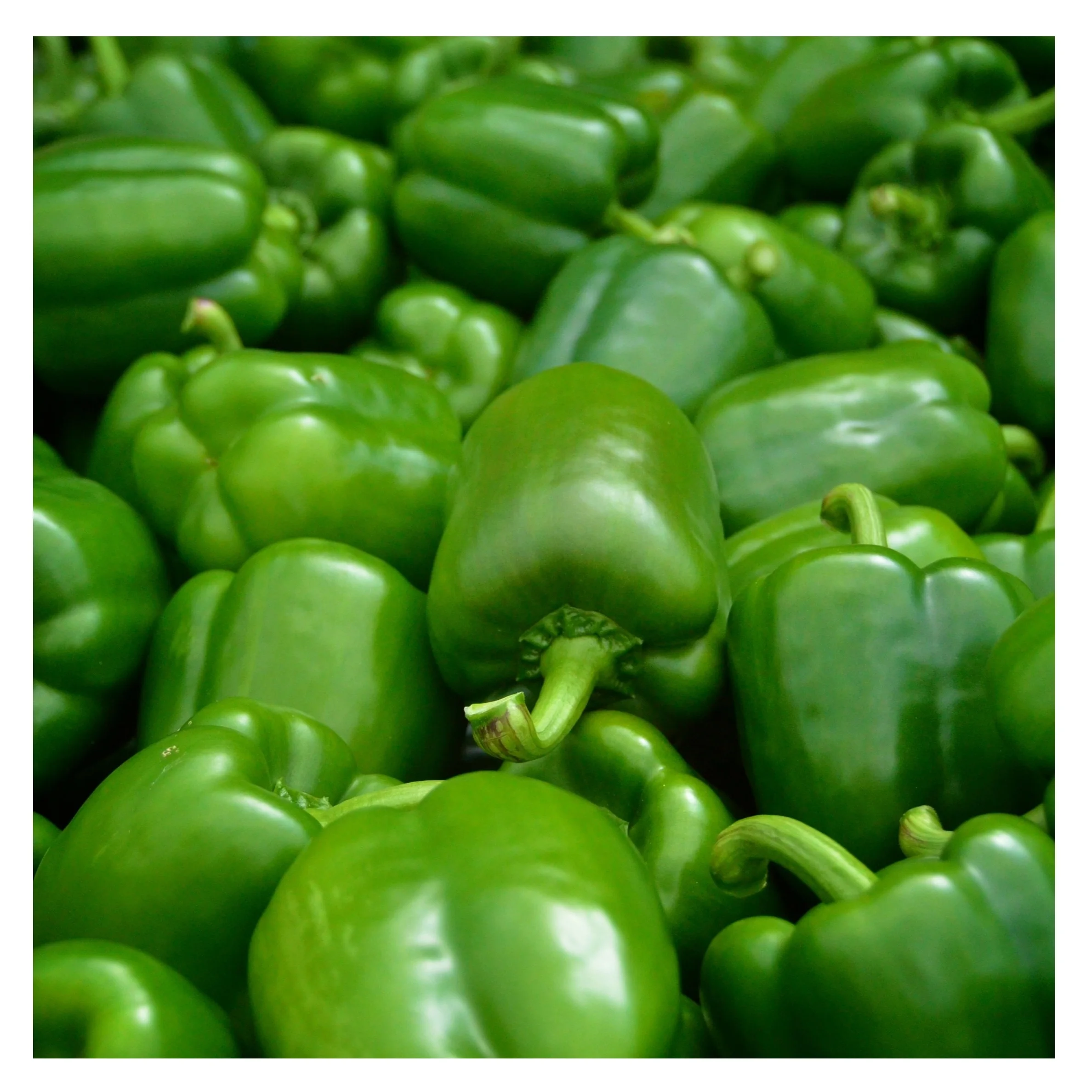 Fresh Capsicum growers Cheap Bell Pepper Green Yellow Red Sweet Pepper