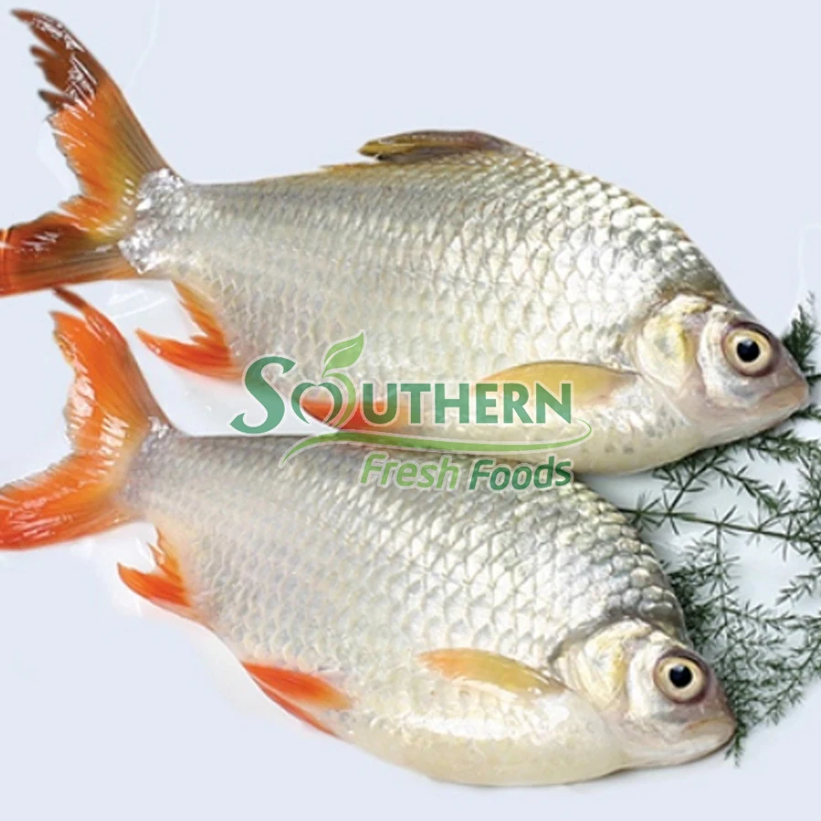 WR Farm Raised SFF Origin shape whole part competitive supplier kinds of frozen fish Frozen Tinfoil Barb Redtail from Vietnam