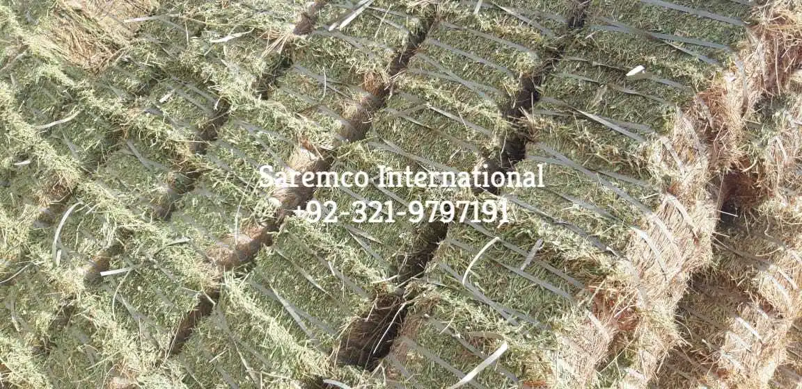 Rhodes grass pellet seed from Pakistan best dust free bales for Animal Feed Suppliers Import Export wholesale price