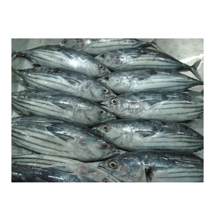 Высококачественная чистая замороженная цельная рыба-тунец скипджек для продажи по самой дешевой оптовой цене