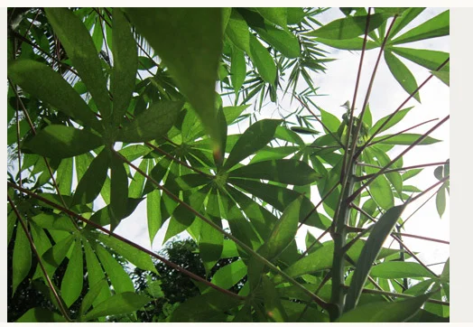 Wholesale Cheap Price OEM Organic Sliced Frozen Cassava Frozen Cassava Leaf High Quality HUNG TAM VN from Vietnam