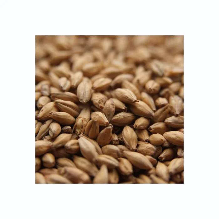 Hot Sales Organic Dried Malting Barley Seeds Whole Hulled Barley Grains Pearl Barley for Animal Feed