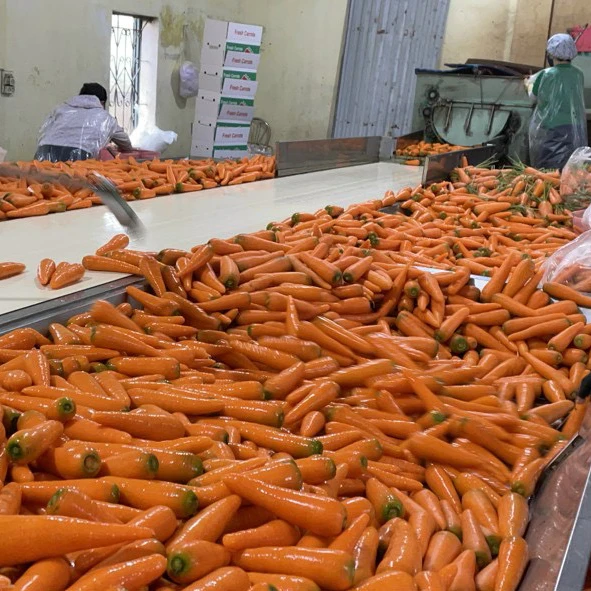 Высококачественный Свежий Оранжевый цвет моркови из Вьетнама, Лучшая цена для свежих импортеров овощей