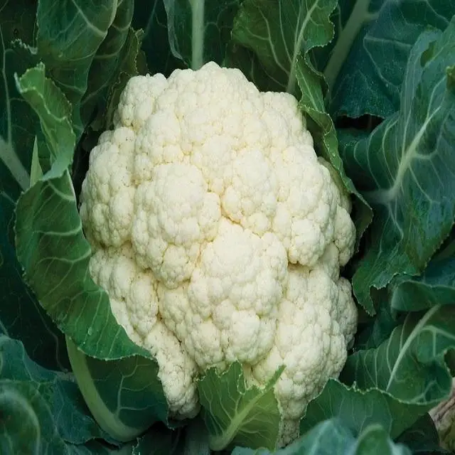 Factory direct supply cheap price cauliflower China export fresh cauliflower wholesale