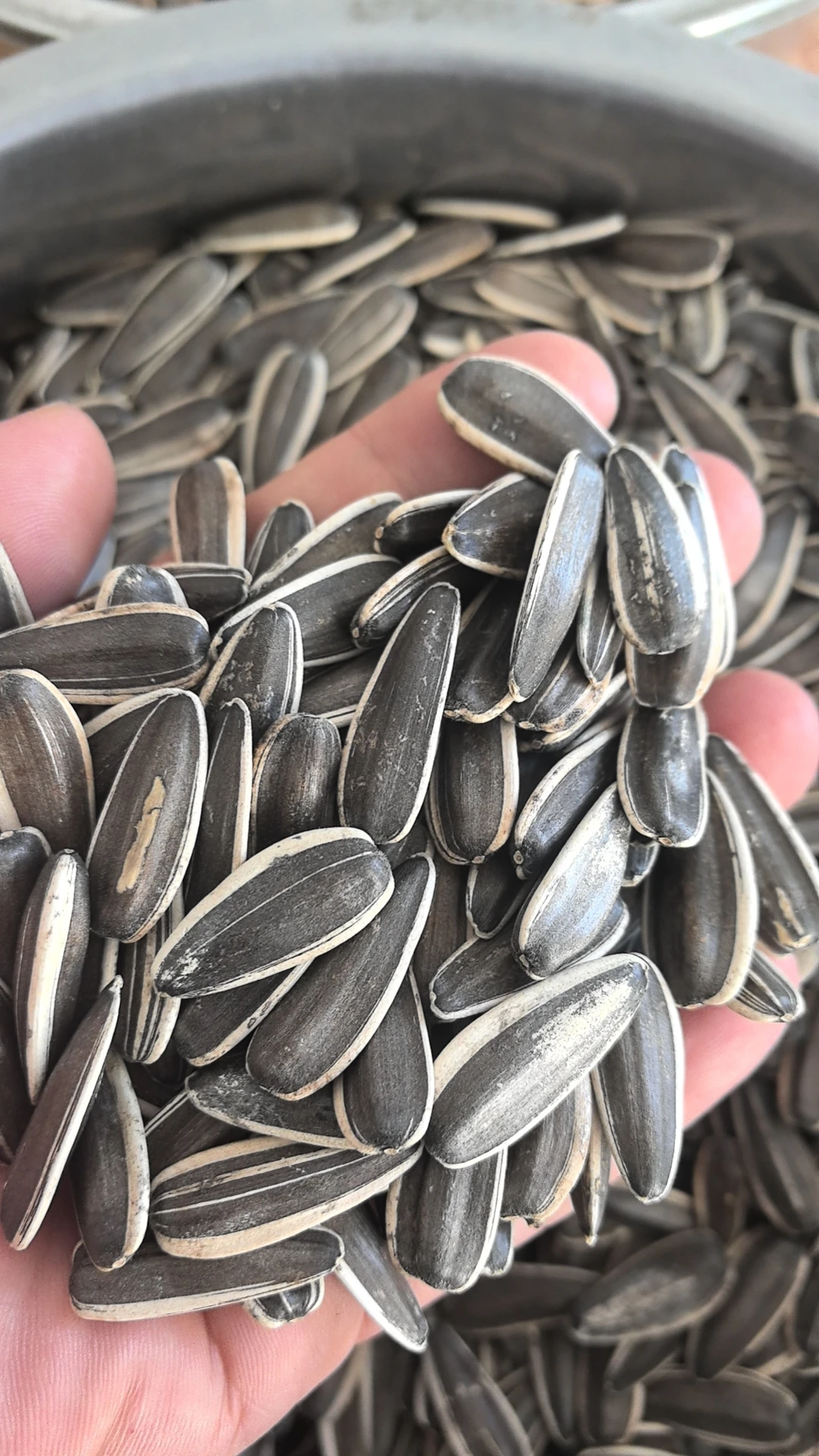 T6 180-190 190-200 200-210 new crop sunflower seeds best price and quality seeds from China Inner Mongolia