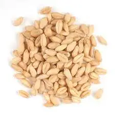Лучшее качество Высококачественная сушеная Пшеница из твердых сортов 100% чистый натуральный Высокий Белок Австрии оптом