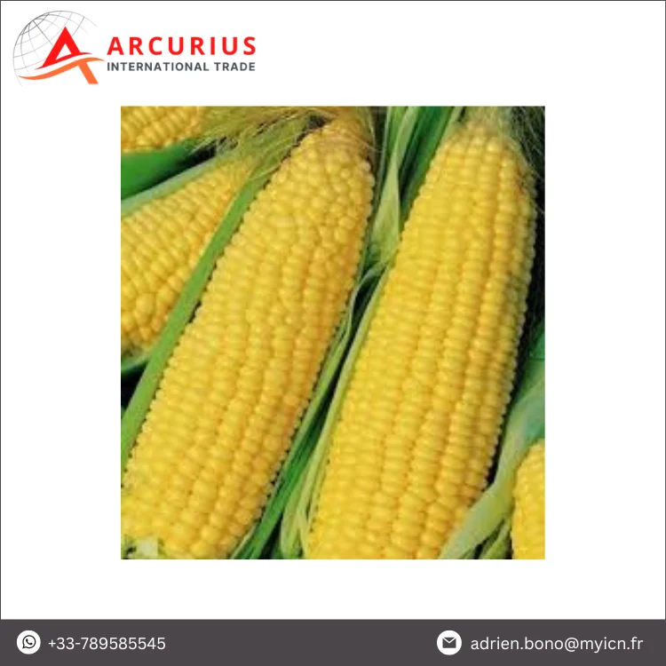 Wholesale High Quality Standard Grade GMO Yellow Corn / Maize for Human Consumption