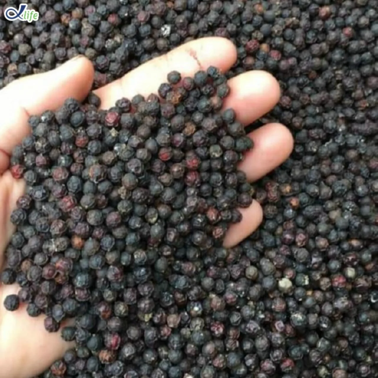 Hot Black Peppers - Dried black pepper for cooking 100 % natural Vietnamese herbs - Phuc An Gia brand