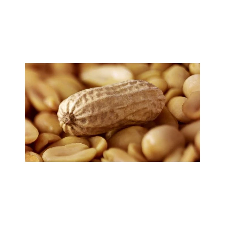 Best Price Dried Raw Peanuts / Peanuts in-shell Bulk Stock Available With Customized Packing High Quality Dried Raw Peanuts