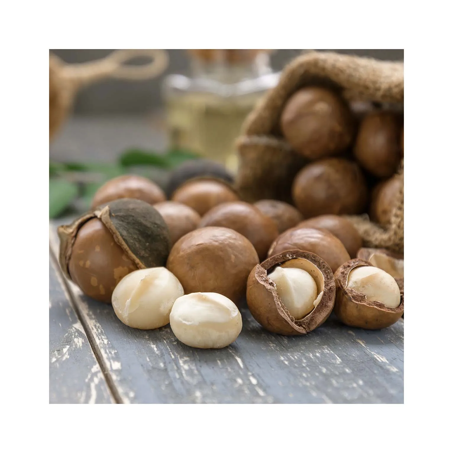 Supervior Quality Macadamia Nuts With Shell Raw Organic Bulk Nuts Macadamia Nuts Wholesales From Viet Nam
