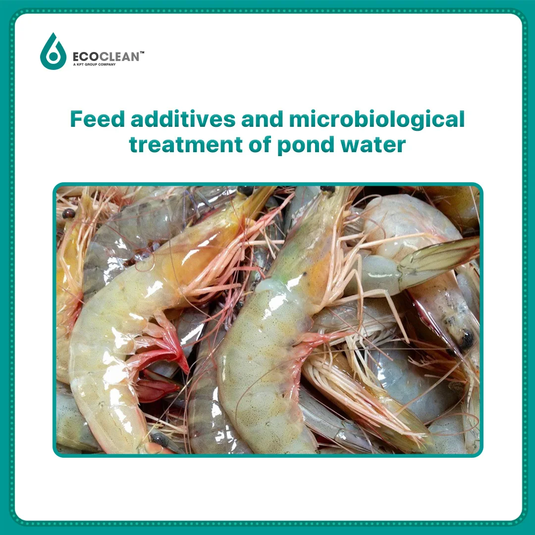 Wholesale Pond Aquarium Treatment Probiotics Algae Treatment Reduce BOD TSS For Ponds Shrimp and Koi Pond Park Lake Filter