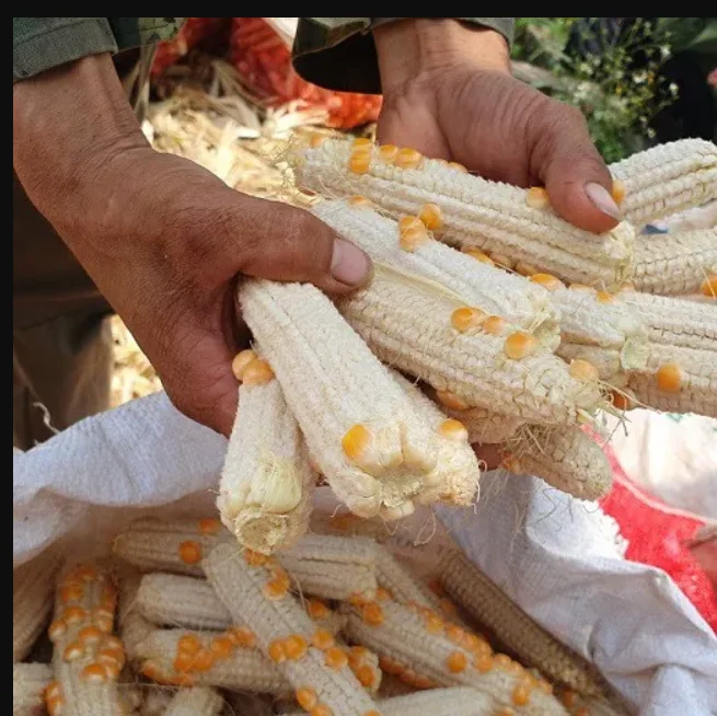 USA Supplier Wholesale Corn Cob Meal Corn Cob for Mushroom for Animal Feed Dried Corn Cob Low Price