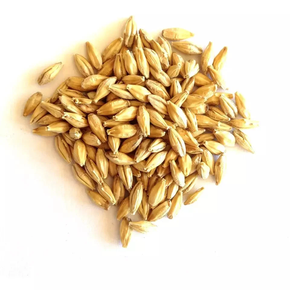 Best Barley For Animal Feed and Human