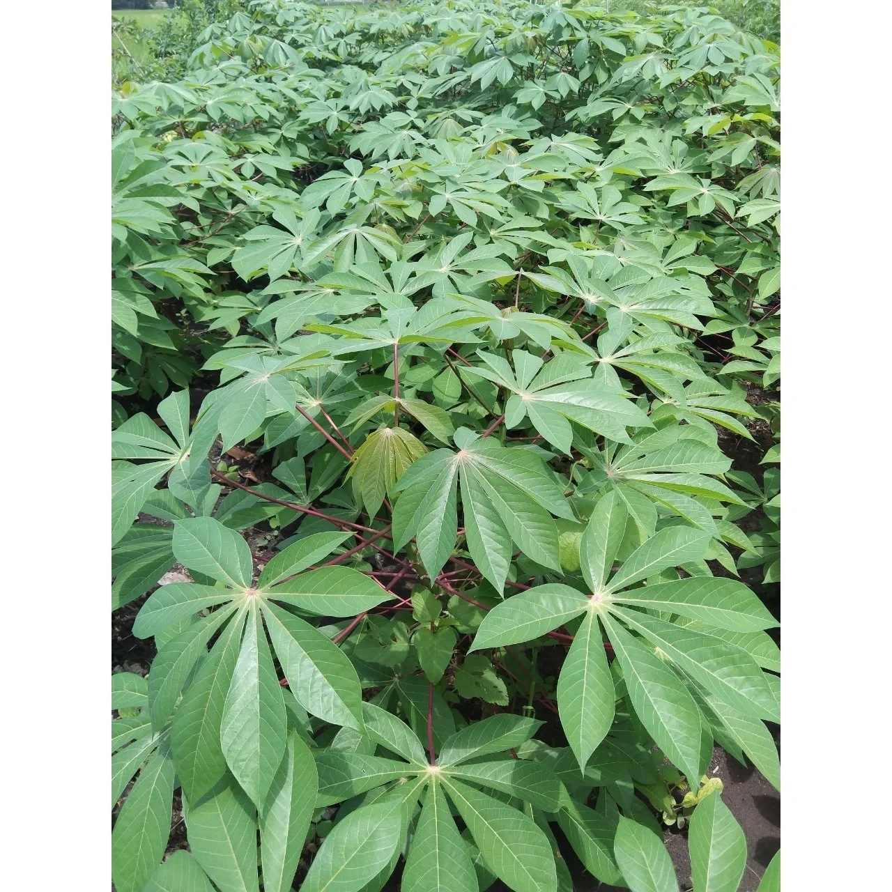 Best Production Quality Food Application Frozen Cassava Leaves In Green With Various Weight Order Made In Vietnam