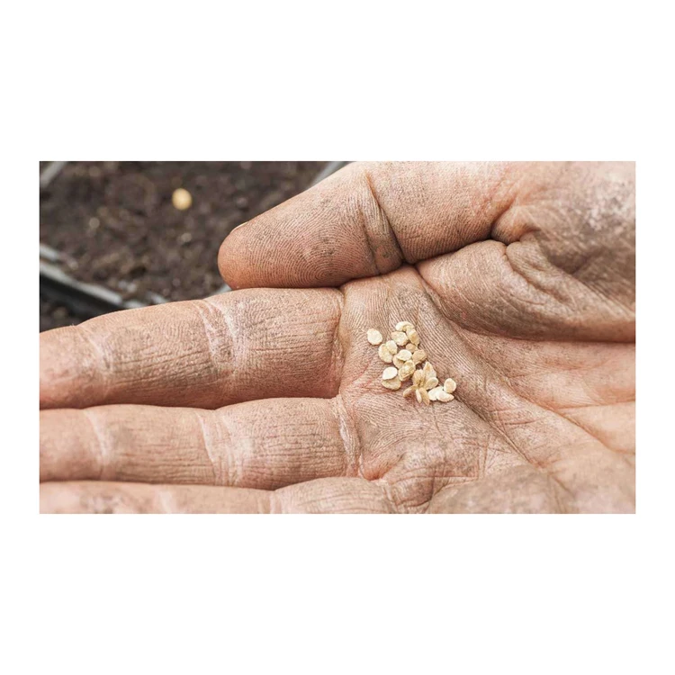 Wholesale Fresh Tomatoes seeds, Tomatoes, Harvest