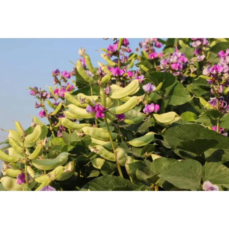 Wholesale price for Lab Beans (Sona)