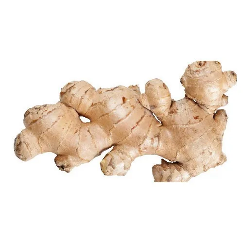 Typical hot spicy oil content 1 To 4% Old Ginger Fresh ginger With Weight 100gr 150gr 200gr 250gr