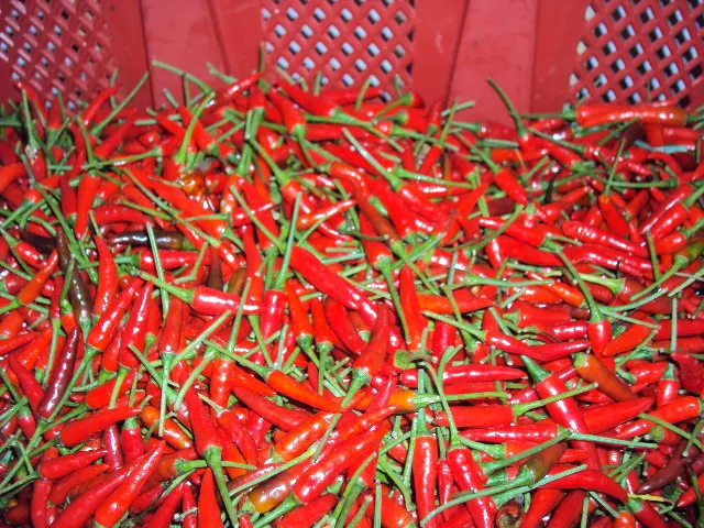 100% natural fresh chilli / Vietnam chilli