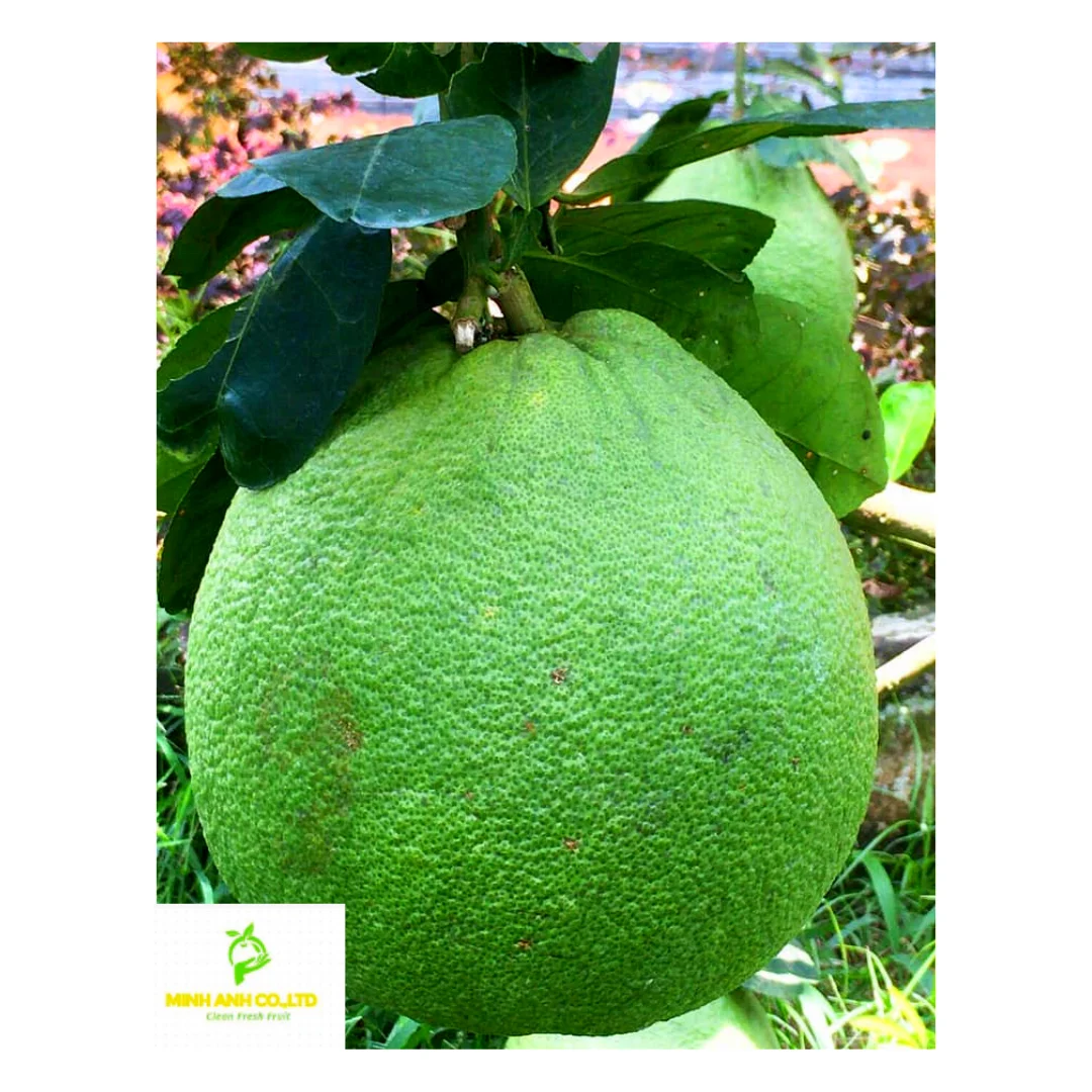 Fresh Green Grapes Turkey Key Sweet Crop Style Storage Cool Packing Mature Newest Color Origin Super Type Comfort Variety Size