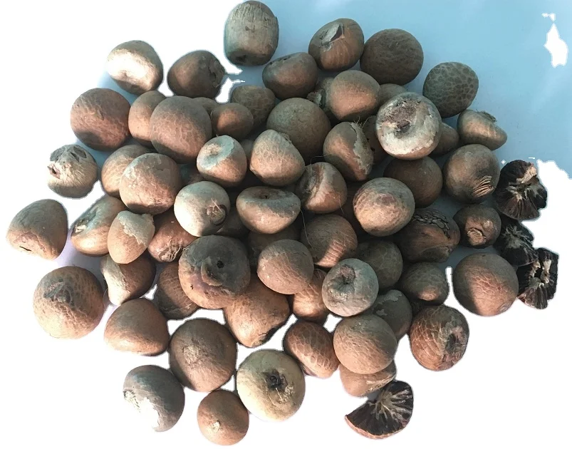Dried split betel nut cheap price from Vietnam supplier/Wholesale areca nut good price 2023
