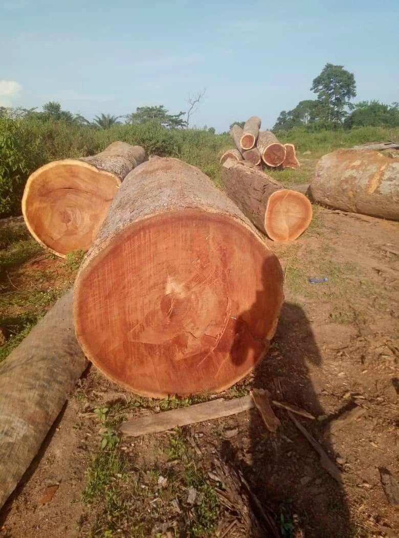 Оптовая продажа, деревянные бревна из тикового дерева, массивные лесные сосновые и красные вишневые бревна из тикового дерева