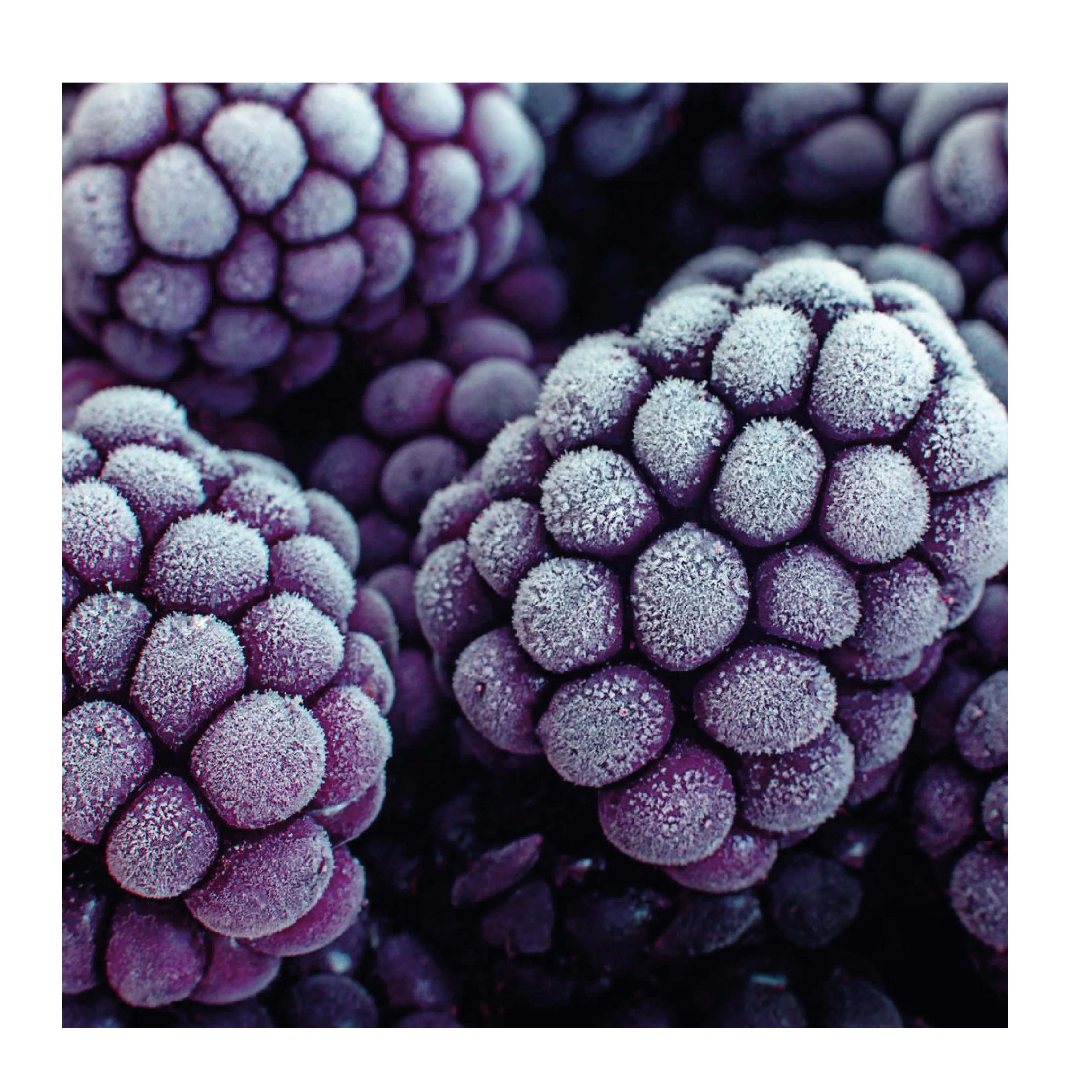 Замороженные дикие черные ягоды кобыл ноздрь, полный и крошечный пестицид бесплатно с лучшим вкусом, Лидер продаж, высокое качество