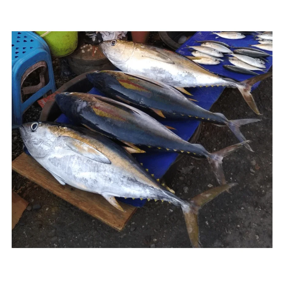 Wholesale Frozen Yellowfin Tuna Whole round good price