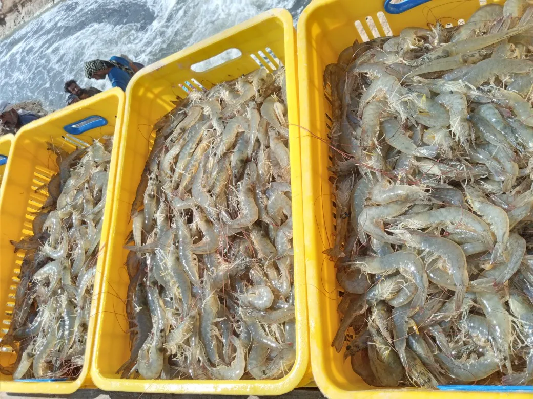 vannamei shrimp complete frozen bulk fresh top quality farm white pawns