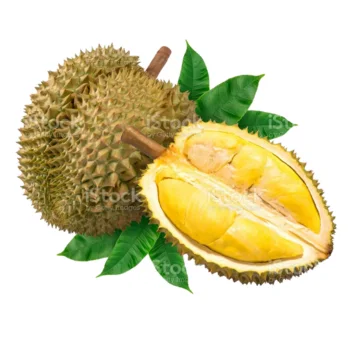 Органическая ферма Ri6 вьетнамского дуриана экспортирует большое количество свежего в сад без консервантов. Вьетнамский